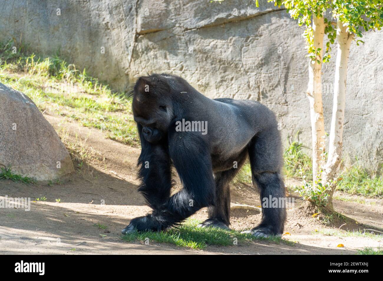 Silverback Gorilla, Male Western Lowland Gorilla vor natürlichem Hintergrund Stockfoto