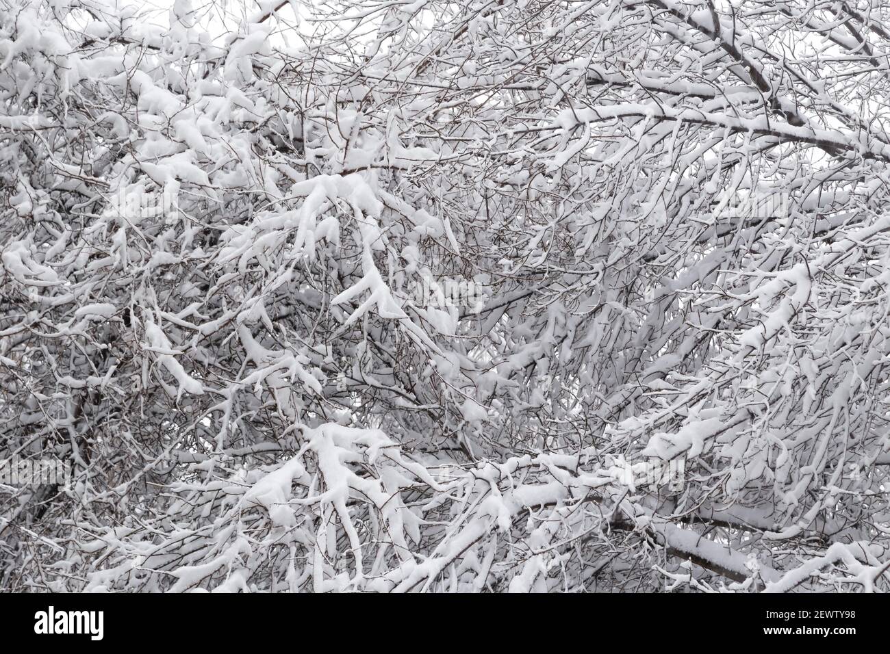 Nahaufnahme von Ästen von Bäumen mit Eis und Schnee bedeckt, Schneelast. Wetterprognose-Konzept. Schneebedeckter Winter. Stockfoto