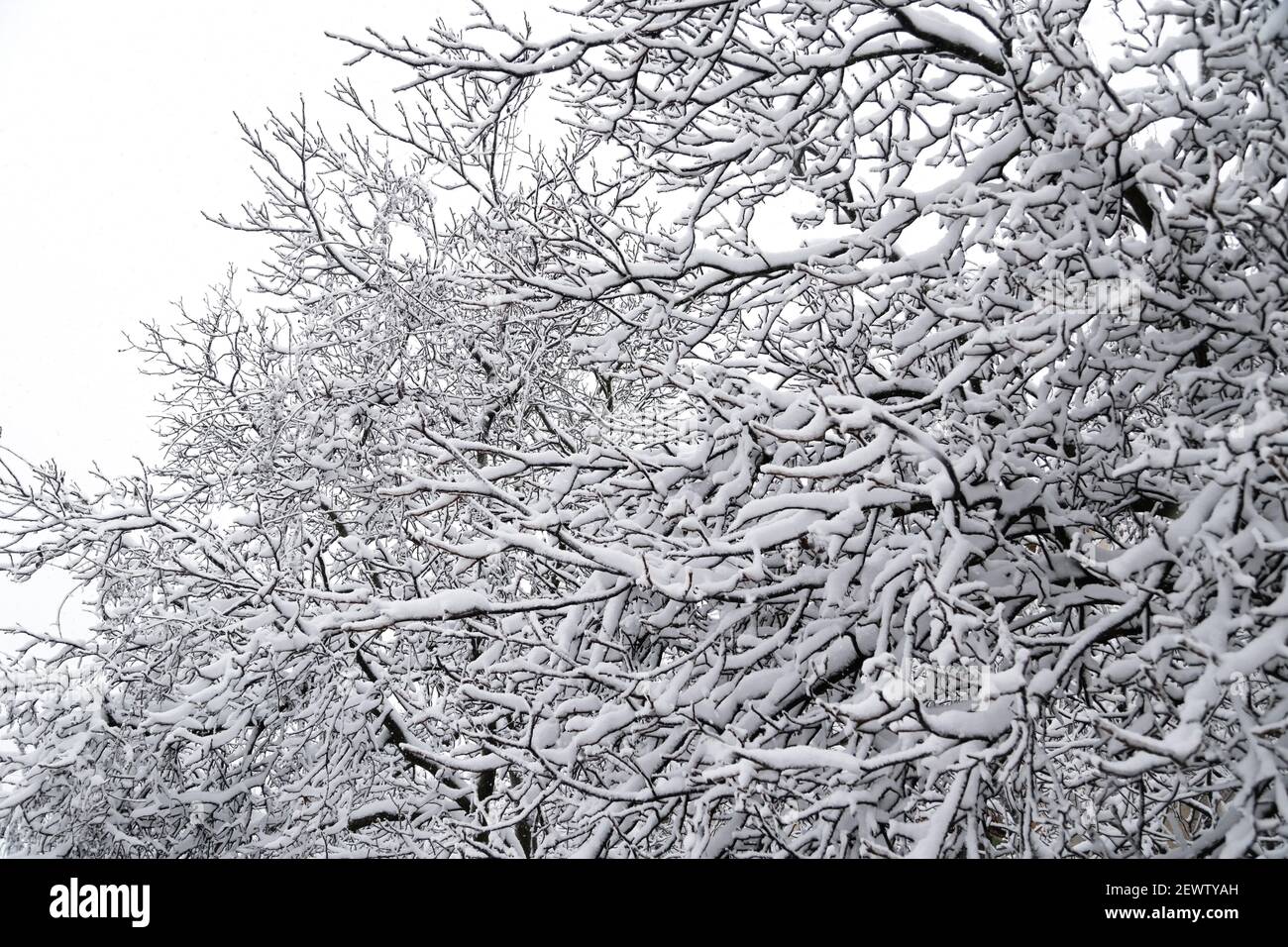 Nahaufnahme von Ästen von Bäumen mit Eis und Schnee bedeckt, Schneelast. Wetterprognose-Konzept. Schneebedeckter Winter. Stockfoto