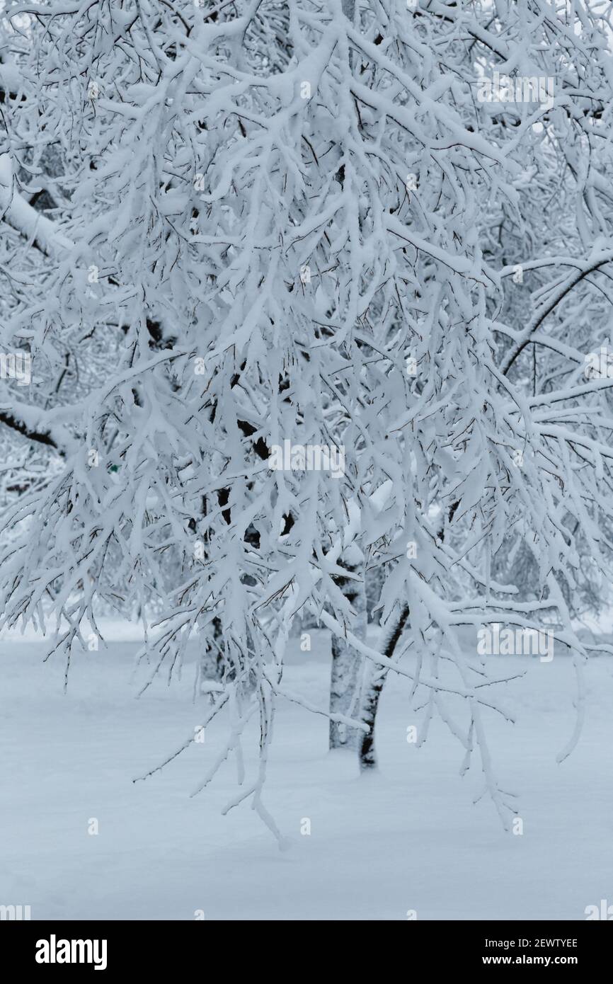 Bäume mit Eis und Schnee bedeckt, Schneelast. Wetterprognose-Konzept. Schneereichen Winter in einem Stadtpark. Stockfoto
