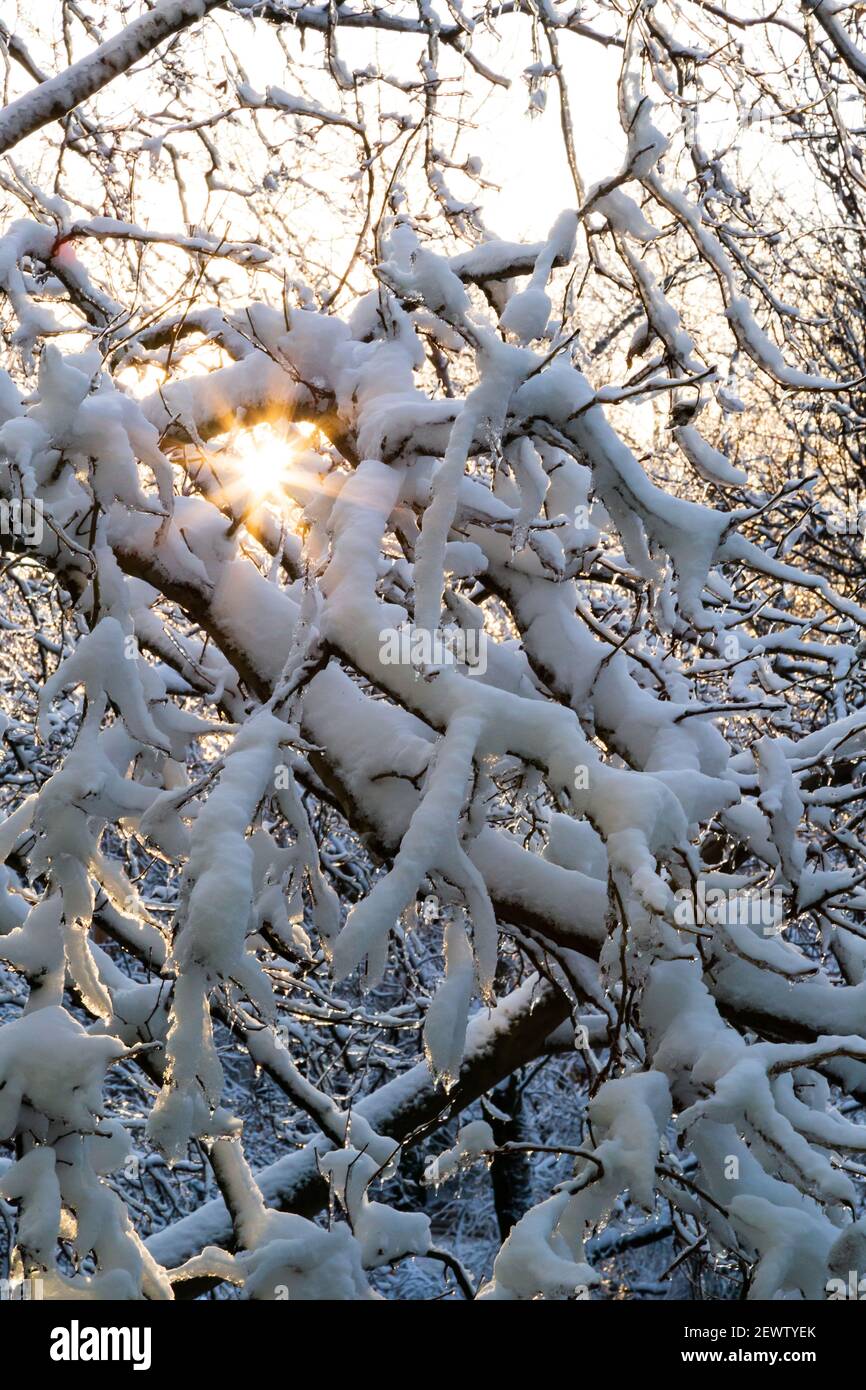 Nahaufnahme von Ästen von Bäumen mit Eis und Schnee bedeckt mit Sonne im Hintergrund, Schneelast. Wetterprognose-Konzept. Schneebedeckter Winter. Stockfoto
