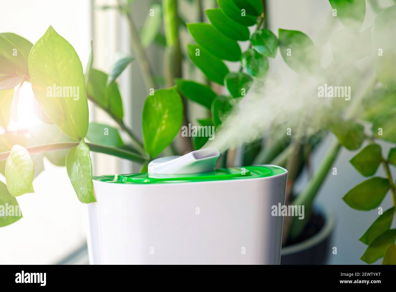 Nahaufnahme des Dampfes vom Luftbefeuchter, grüne Blume in einem Raum Stockfoto