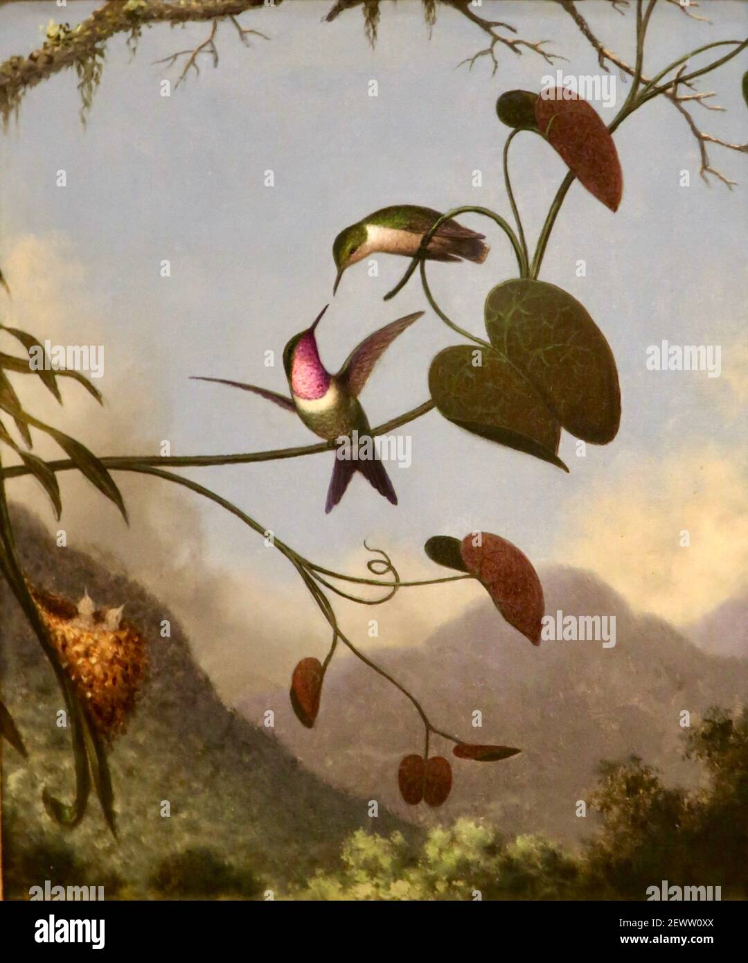 Amethyst Woodstar Kolibris von Martin Johnson Heade. Auch bekannt als die Edelsteine von Brasilien. Stockfoto