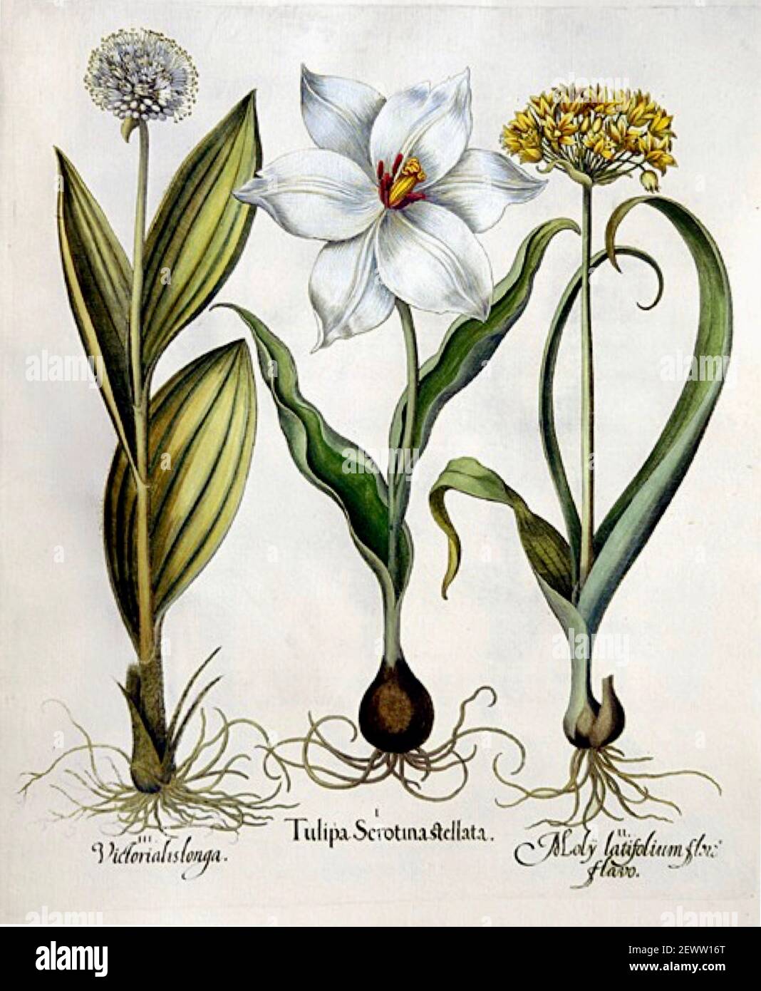 Basilius Besler wissenschaftliche Illustration und Kunstwerk aus dem Gartenbaukatalog Hortus Eystettensis oder Florilegium - Late White Tulip. Stockfoto