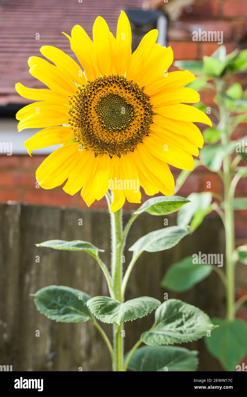 Riesige einzelne Sonnenblumen wachsen in Töpfen in einem Garten, Großbritannien Stockfoto