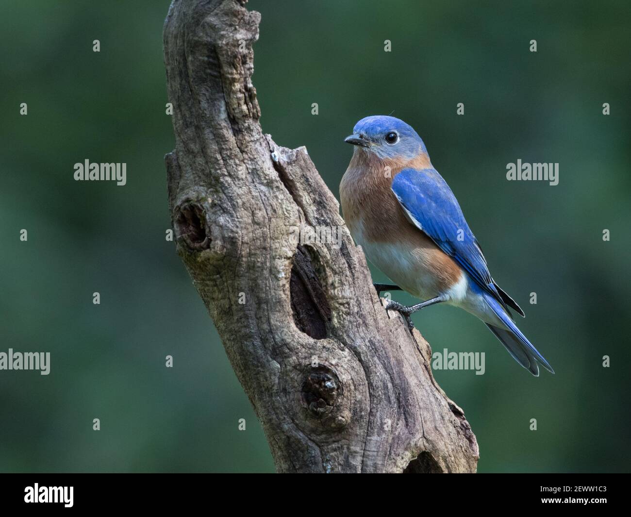 Porträt eines männlichen Ostblauvögels, Sialia sialis. Stockfoto