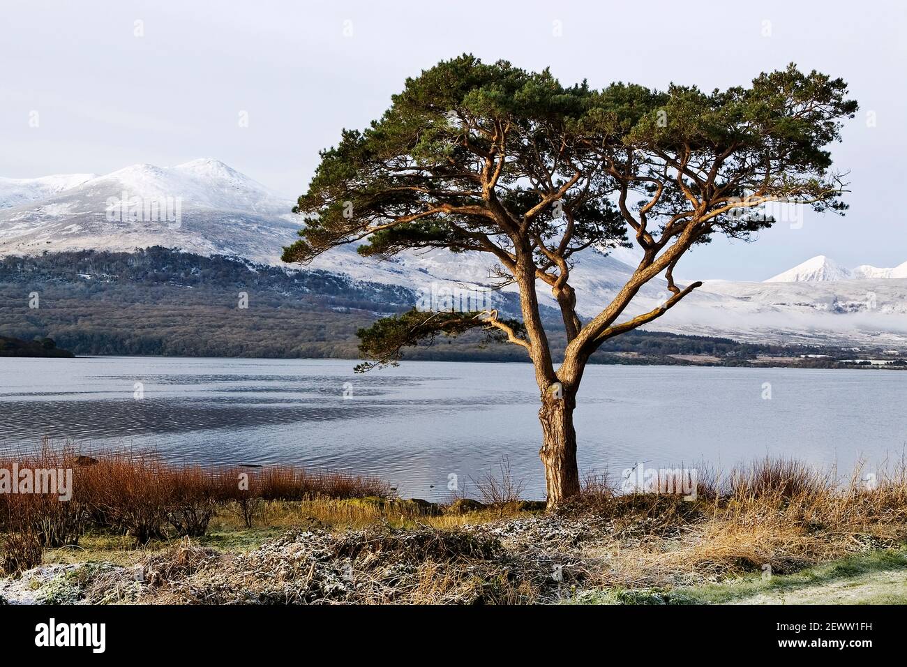 Ein einzelliger Baum mit Blick auf die schneebedeckten Macgillycuddy's Reeks von der anderen Seite des Lough Leane in Killarney, County Kerry, Irland. Stockfoto