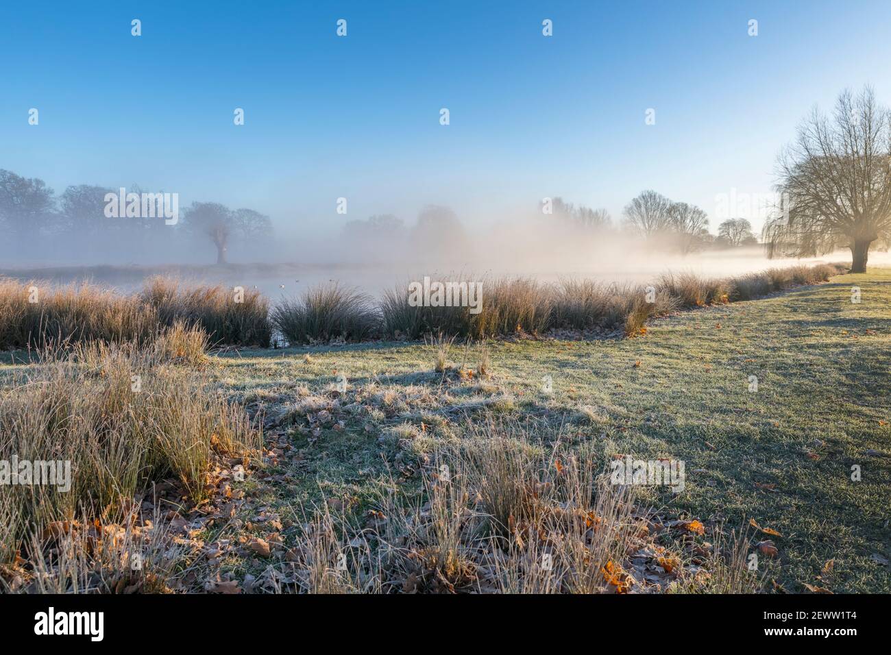 Schöner frostiger nebliger sonniger Morgen im Buschy Park Surrey. Stockfoto