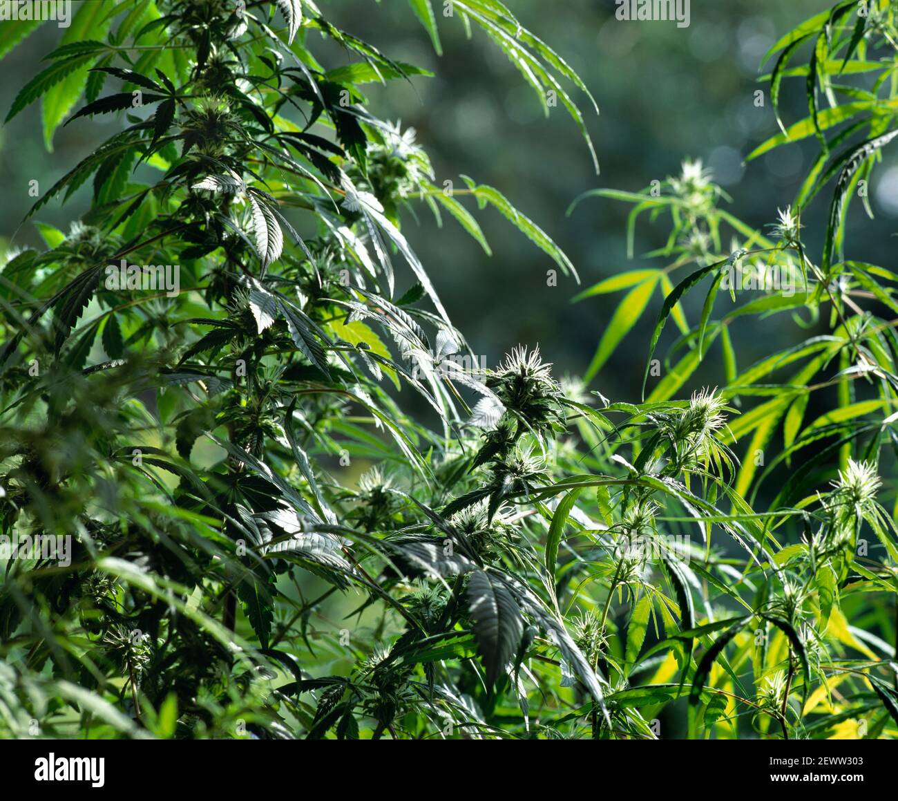 Cannabispflanzen, die in einem Konservatorium irgendwo im Norden Londons wachsen... Stockfoto