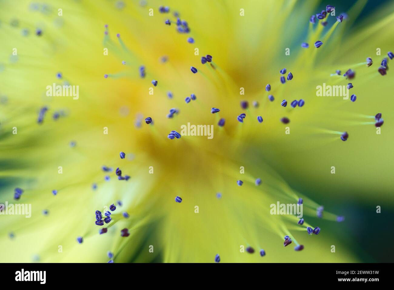 Anther schweben auf schlanken Filamenten über einer gelben Blume des Johanniskrautes (Hypericum perforatum) mit geringer Schärfentiefe. Stockfoto