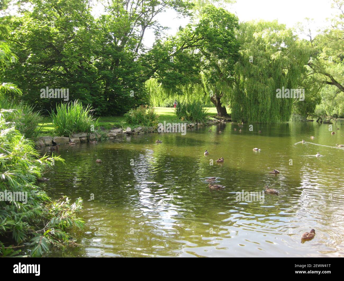 Thwaite Hall Gardens Blick auf den See in Cottingham, East Yorkshire Stockfoto