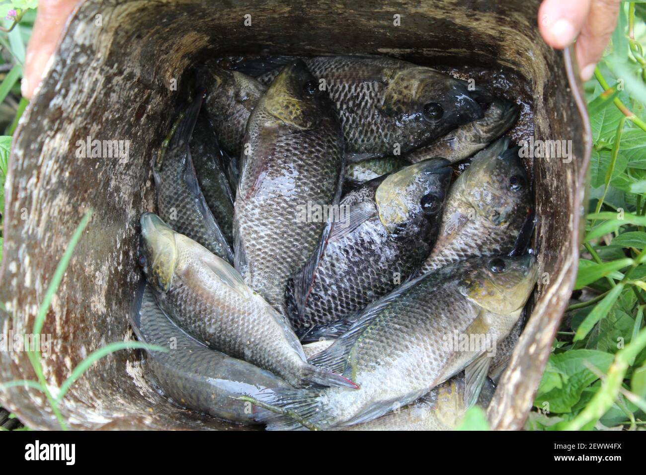 Tilapia Fische fangen aus dem Teich Stockfoto