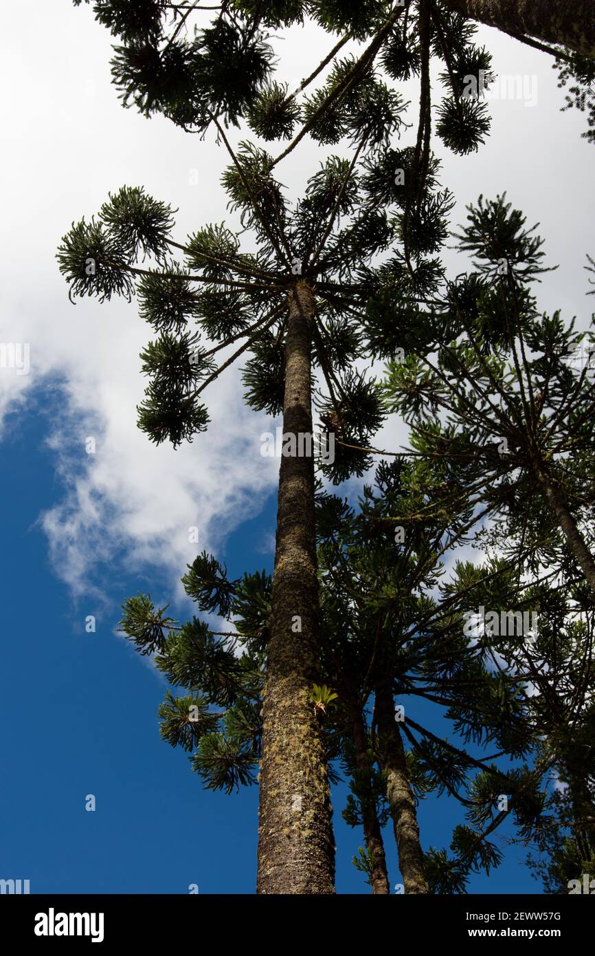 Araucaria Bäume in Campos do Jordão, Brasilien. Stockfoto