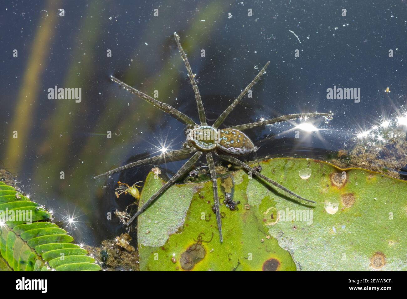 Wasserspinne über dem Wasser auf einem Teich. Stockfoto