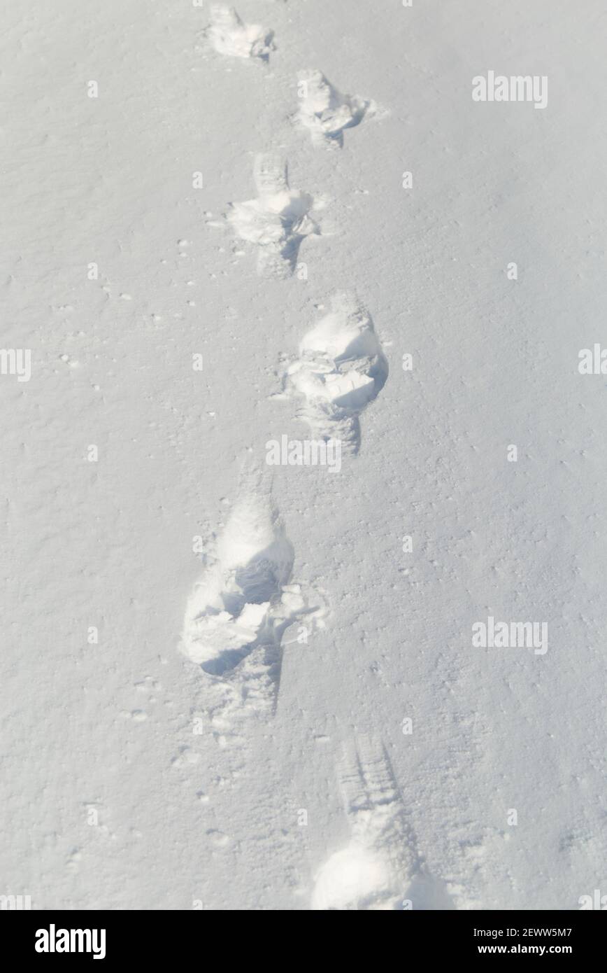 Fußabdrücke im weichen Schnee Stockfoto