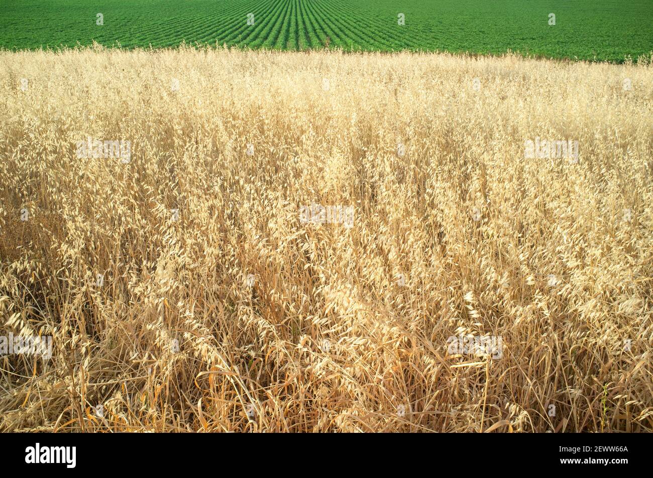 Getreidefeld in der Nähe von Tomaten Ackerland. Bewässerte Landwirtschaft versus nicht bewässerte Konzept Stockfoto