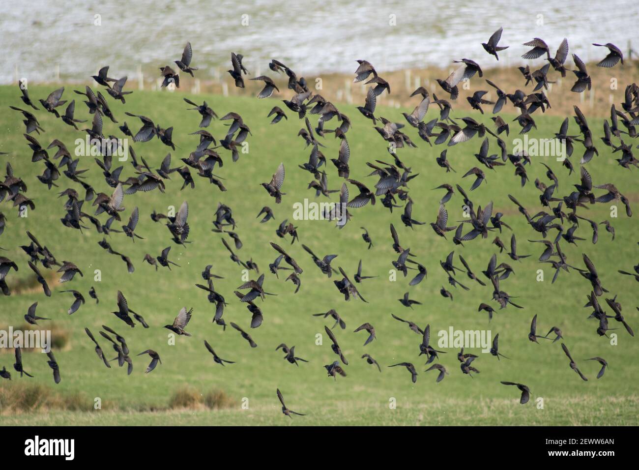 Vogelschar, der im Flug abfliegt Stockfoto