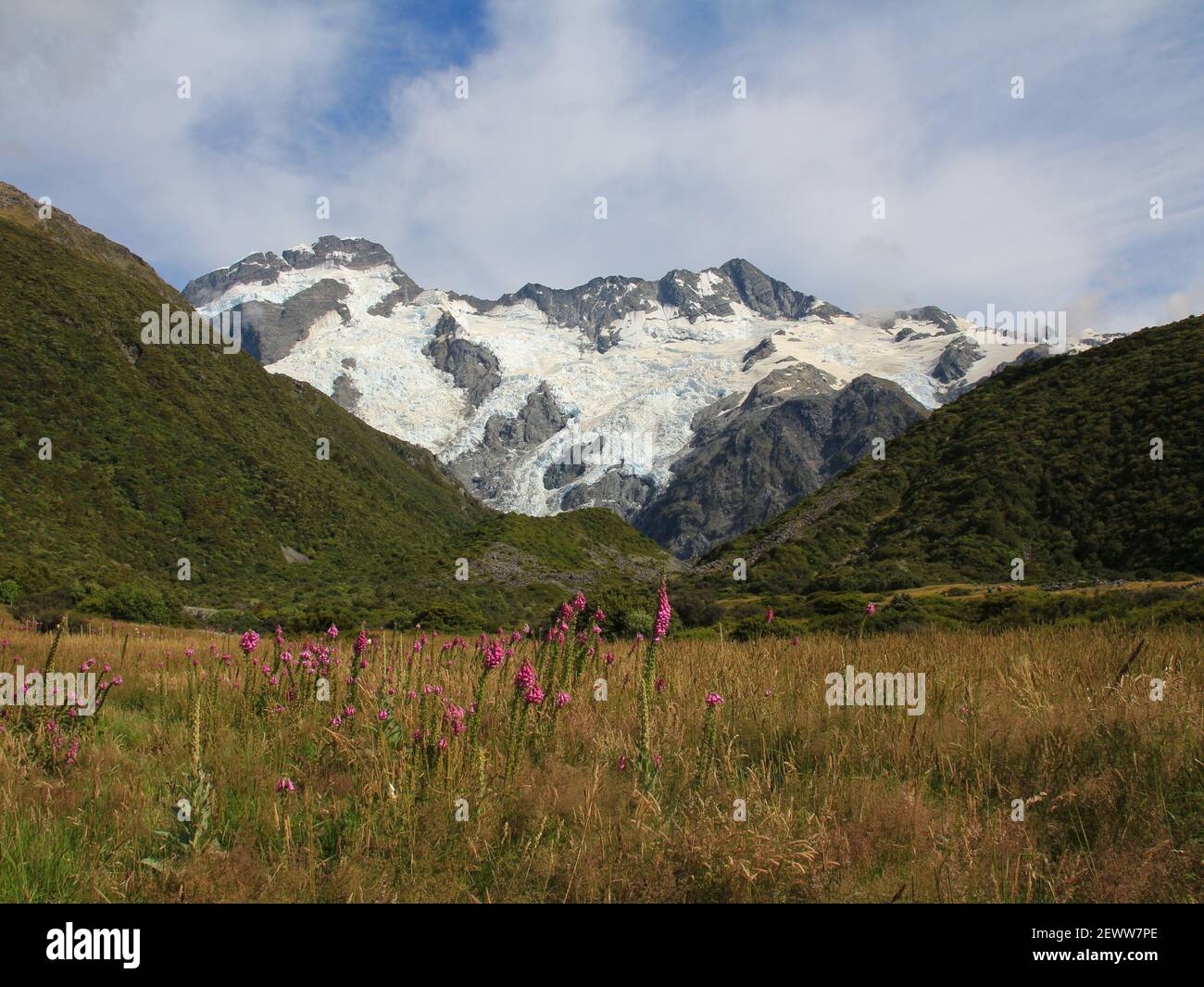 Rosa Wildblumen, Gletscher und hohe Berge Mount Sefton und der Hocker. Stockfoto