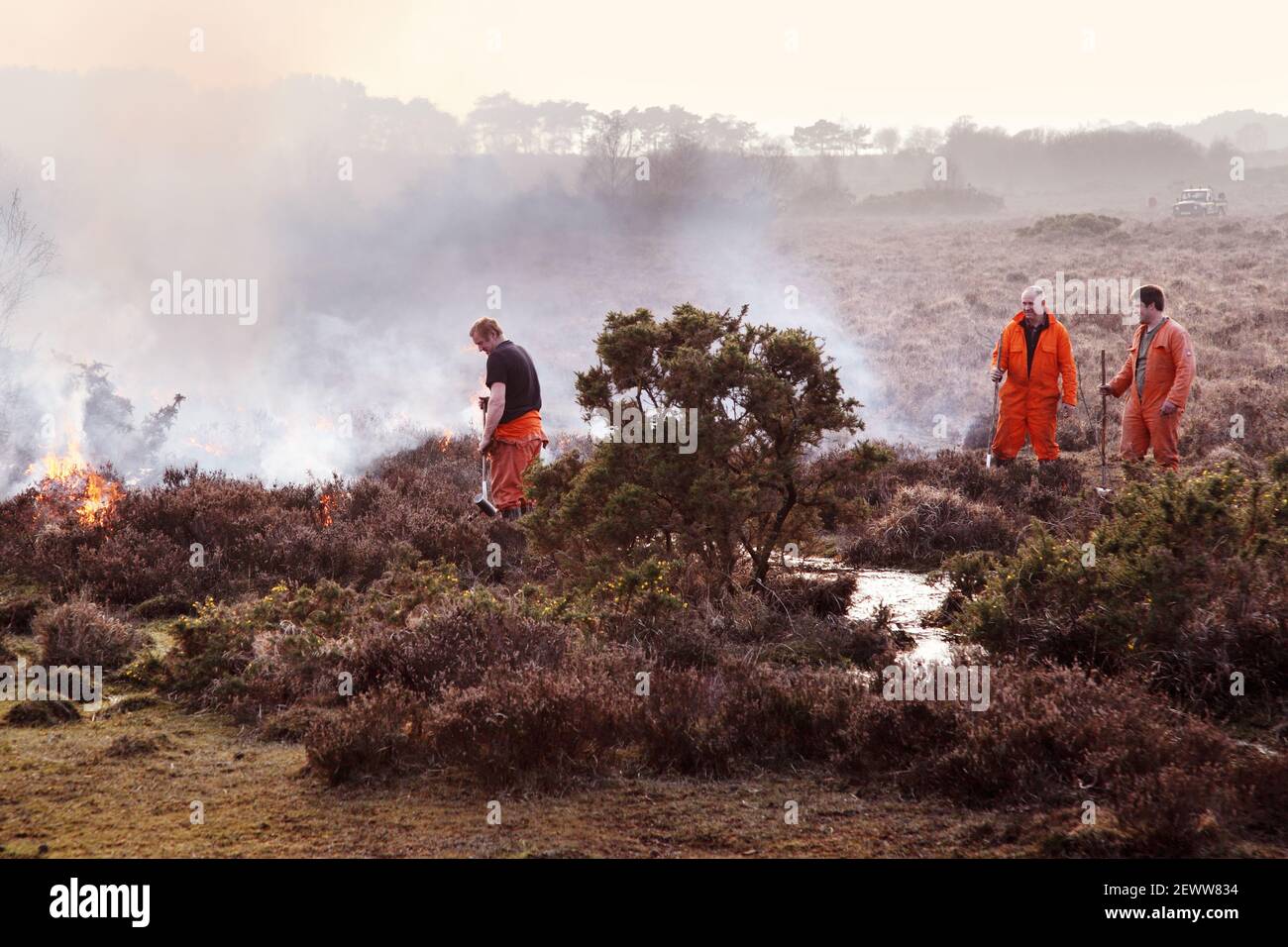 Kontrollierte Verbrennung von Gorse-Heide im New Forest National Park. Stockfoto