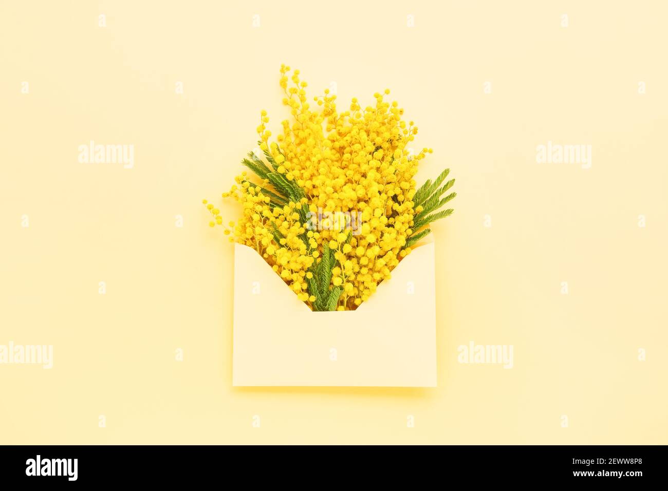 Mimosa Blume in einem Umschlag auf gelbem Hintergrund. Konzept Frühling, Muttertag oder Frauentag. Draufsicht, Kopierbereich Stockfoto