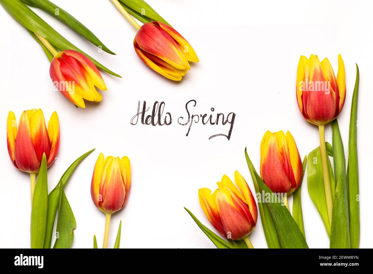 Hello Frühlingsnote mit roter und gelber zweifarbiger Tulpe Blumen auf weißem Hintergrund Draufsicht flach legen Stockfoto