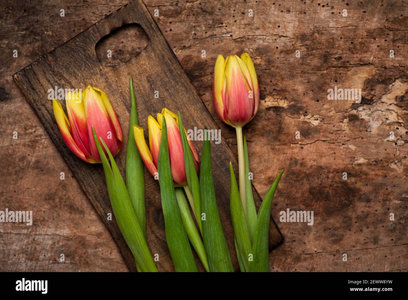 Rot und gelb zwei farbige Tulpenblüten auf Holzgrund Draufsicht flach liegend Stockfoto