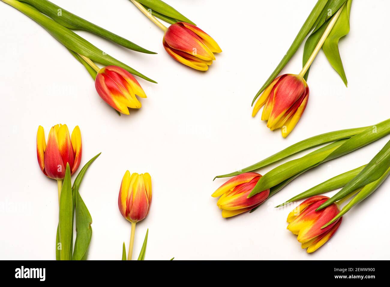 Rot und gelb zwei farbige Tulpenblüten auf weißem Hintergrund Draufsicht flach liegend Stockfoto