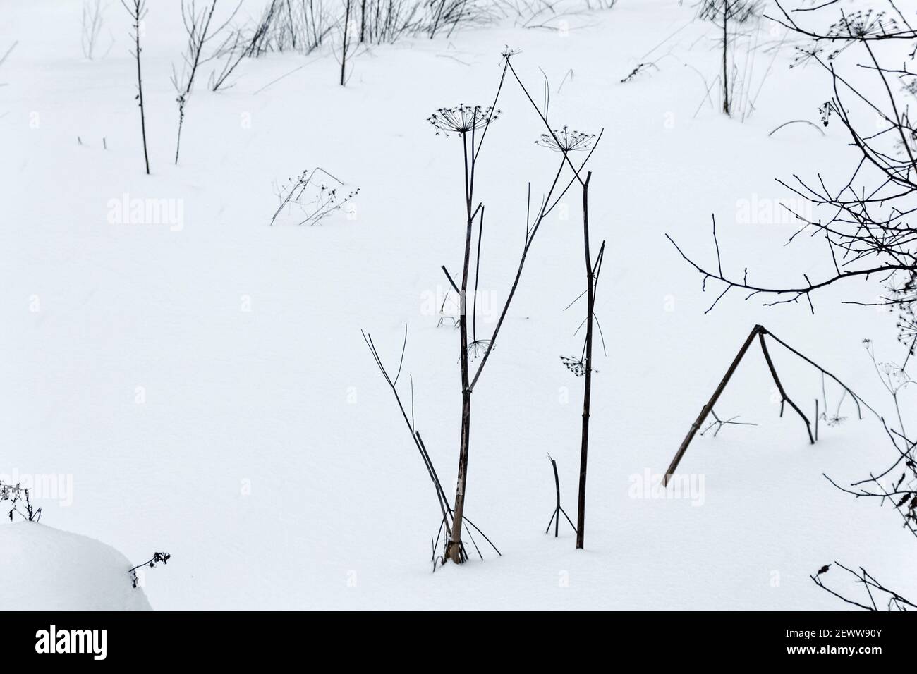 Echtes trockenes Gras auf einer schneebedeckten Ebene bei Stille bewölkt Wintertag Stockfoto