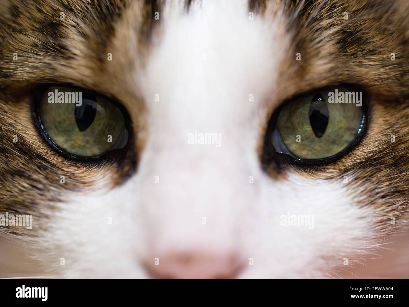 Grüne hypnotische Augen einer tabby Katze. Stockfoto