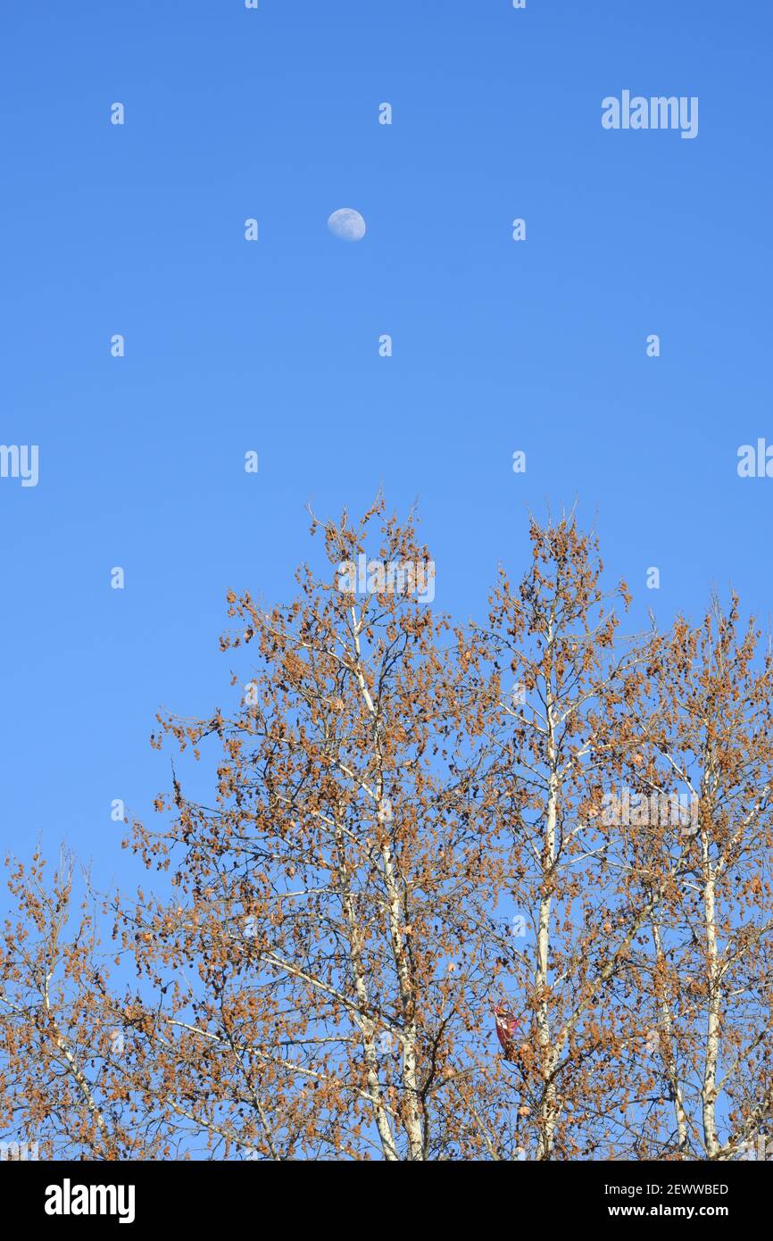 Blick auf den Mond über dem Baum während des Tages Stockfoto