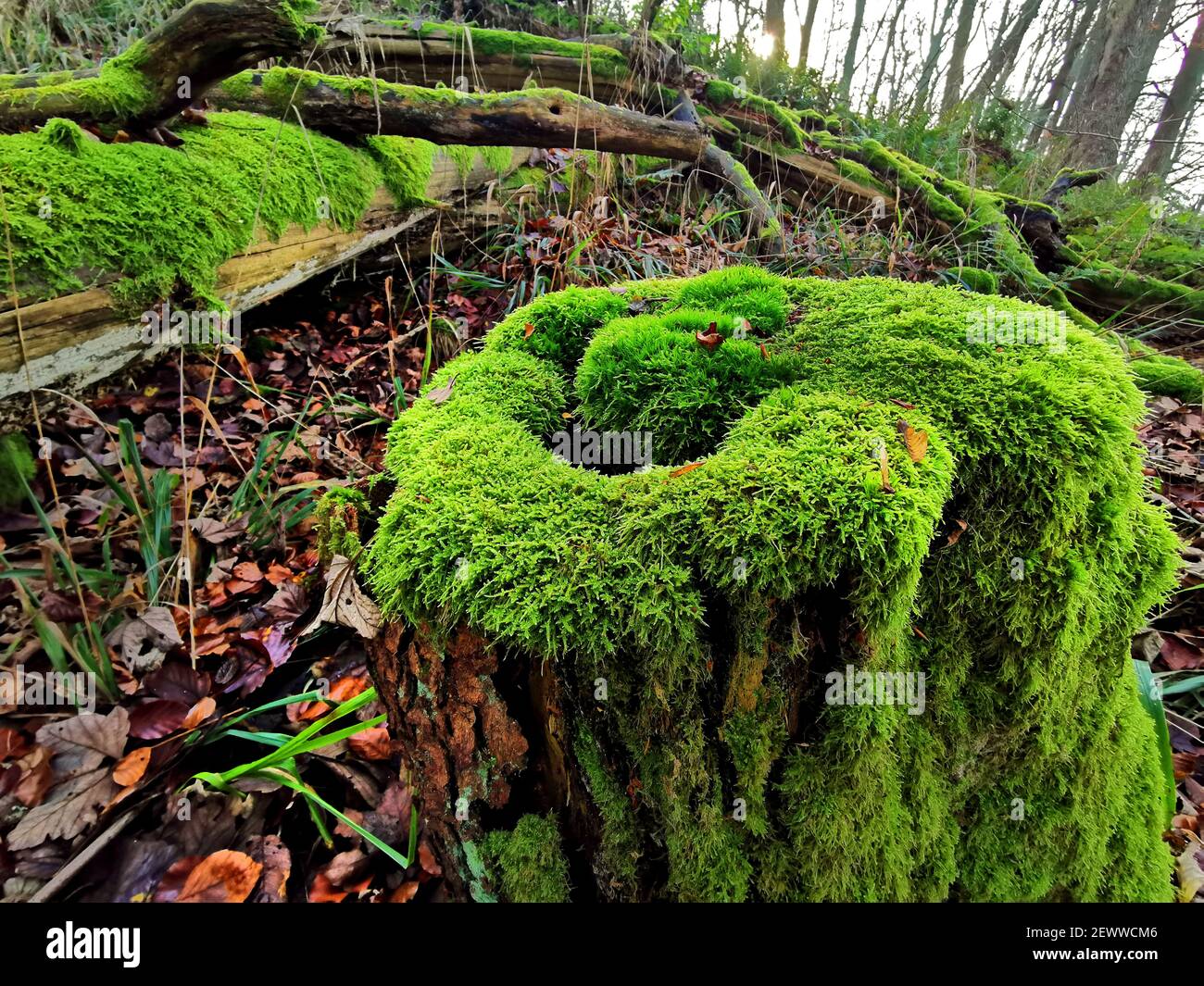 Im Wald: Prächtiges grünes Moos auf dem verfaulenden Baumstumpf Stockfoto