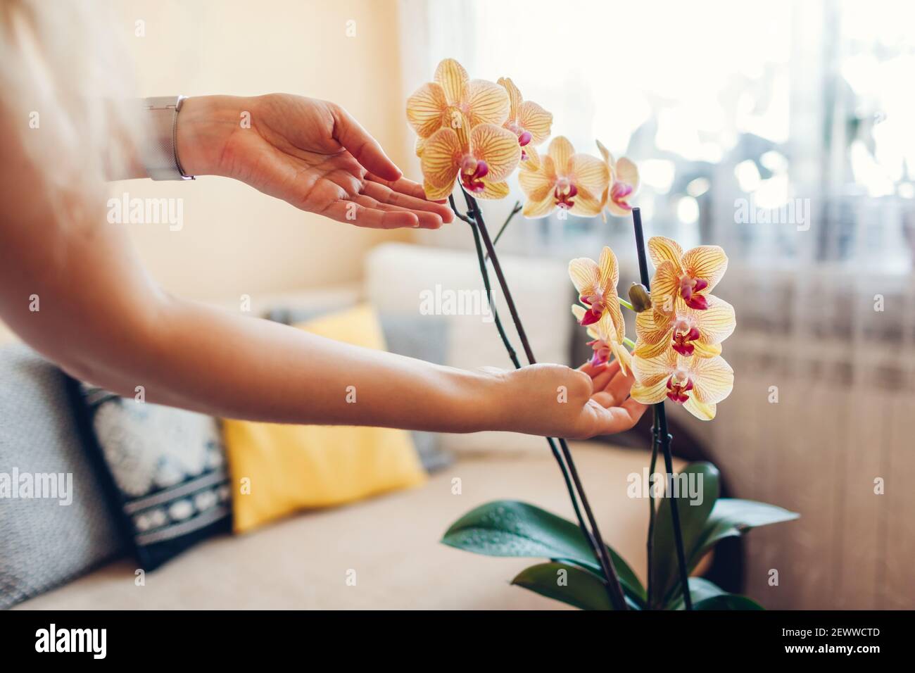 Frau bewundert blühende Orchidee berühren Blüte. Mädchen, die Pflege der Heimat Pflanzen und Blumen Überprüfung ihres Zustandes. Stockfoto