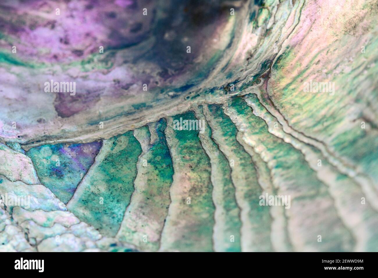 Eine Makroaufnahme einer Abalone-Schale (Haliotis) ist ein Abstrakt von schwankenden Linien, die auf irisierende Pastellfarben geätzt sind. Stockfoto