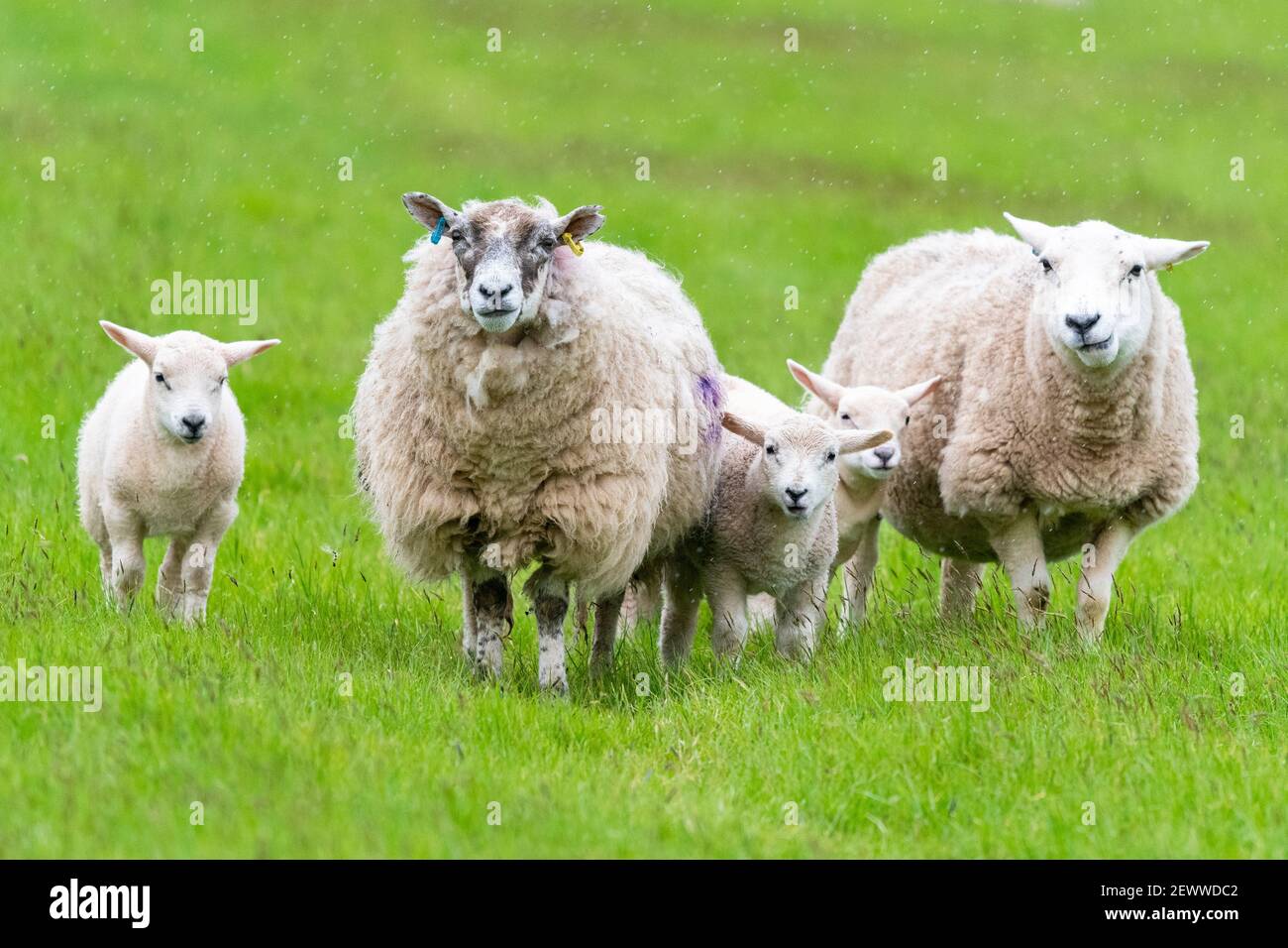 Schafe - Mutterschafe und Lämmer schauen in Richtung Kamera in grasbewachsenen Feld in leichtem Regen - Schottland, Großbritannien Stockfoto