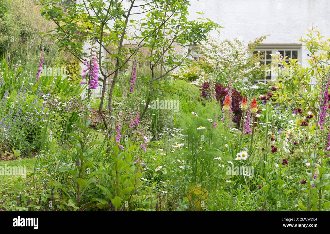 Wildlebenfreundlicher Garten im Juni mit entspannter Pflanzung für Bienen und Bestäuber einschließlich Fuchshandschuhe, Ochsenaugen Gänseblümchen - Schottland, Großbritannien Stockfoto