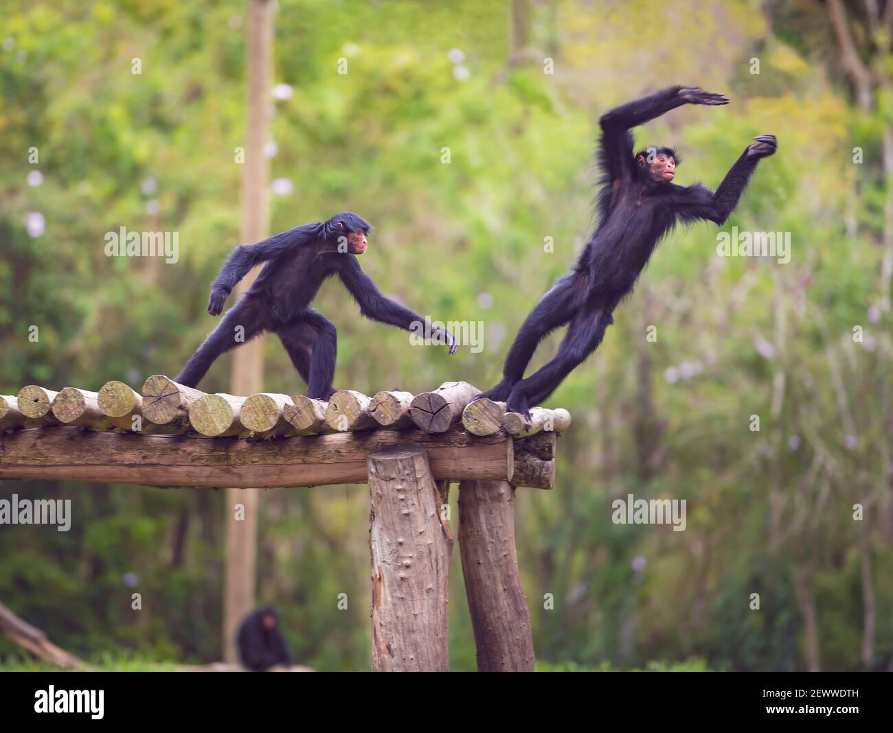 Ein paar Affen, die sich mitten im Wald amüsieren. Stockfoto