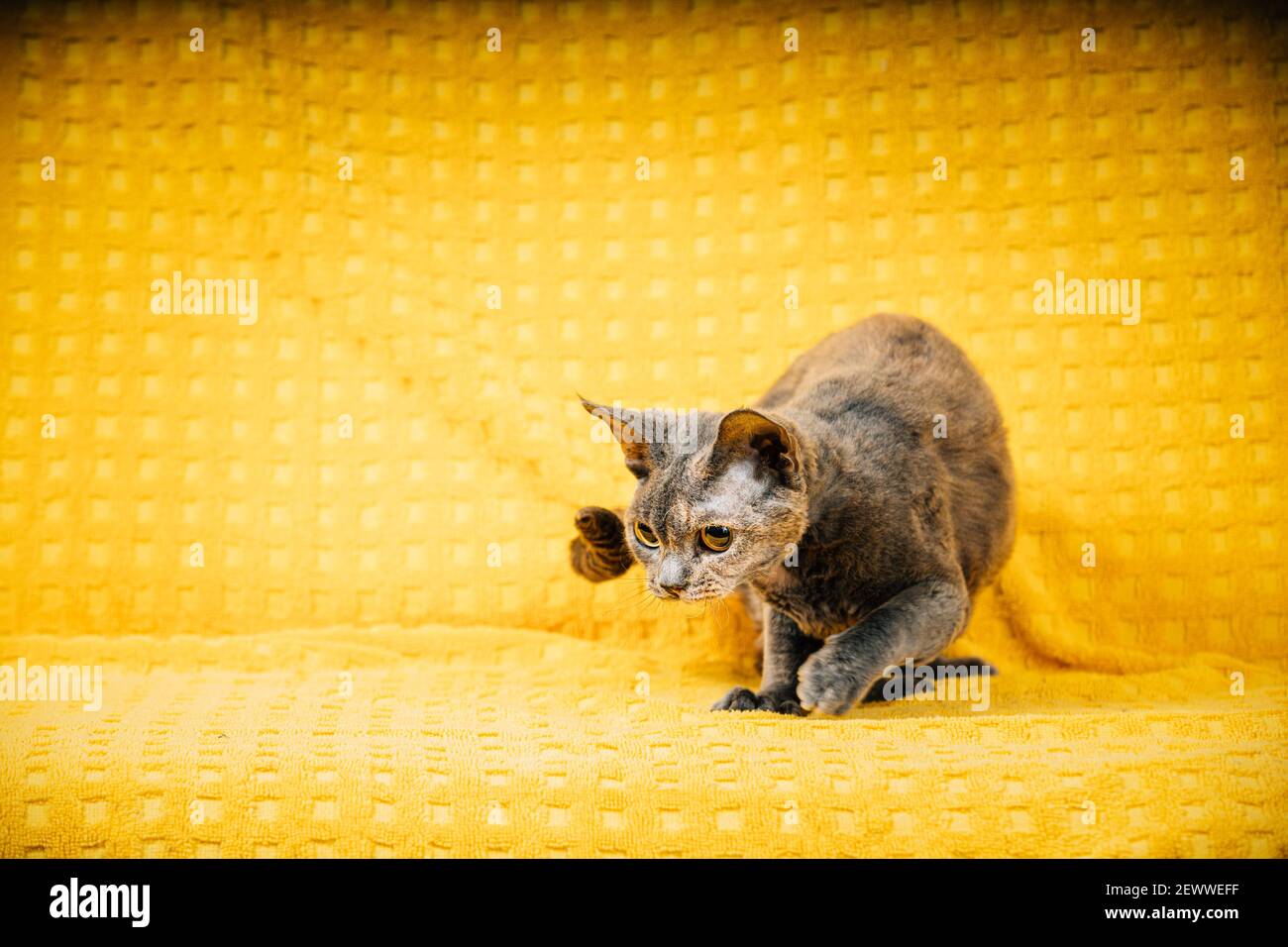 Neugierig Junge Erwachsene Grau Grau Devon Rex Cat. Kurzhaarige Katze der englischen Rasse auf gelber Plaid Hintergrund. Kurzhaar Tierkatzenjagd Stockfoto