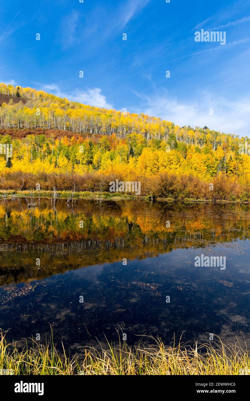 Landschaftlich reizvolle Herbstlandschaft mit Aspen Bäumen, die sich in einem Bergsee in der Nähe von Ridgway, Colorado, spiegeln. Stockfoto