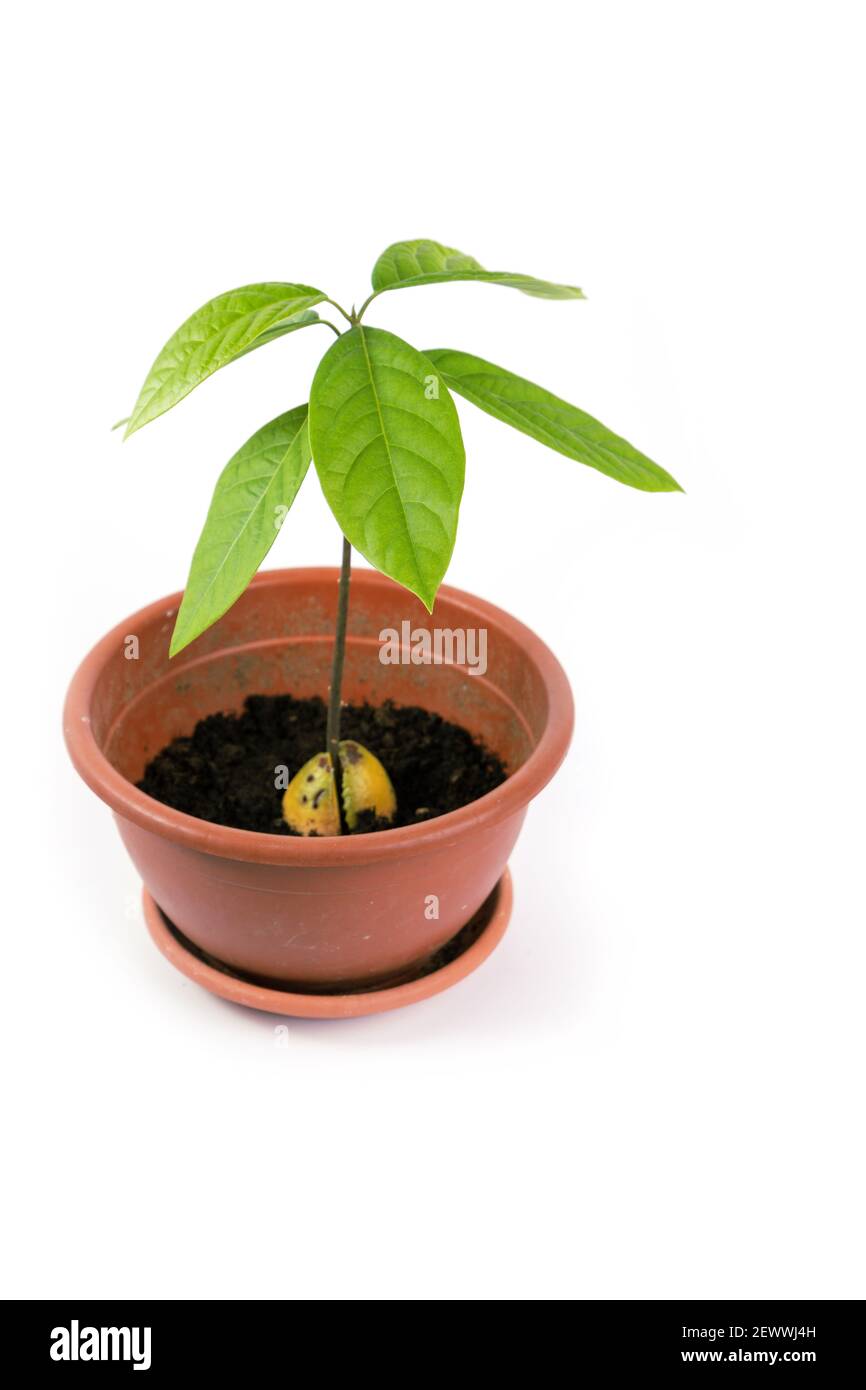 Junge grüne Pflanze Avocado in einem Topf, Sämling, isoliert weißen Hintergrund. Stockfoto Junge grüne Pflanze Avocado in einem Topf, Sämling, isoliert weißen Hintergrund. Stockfoto