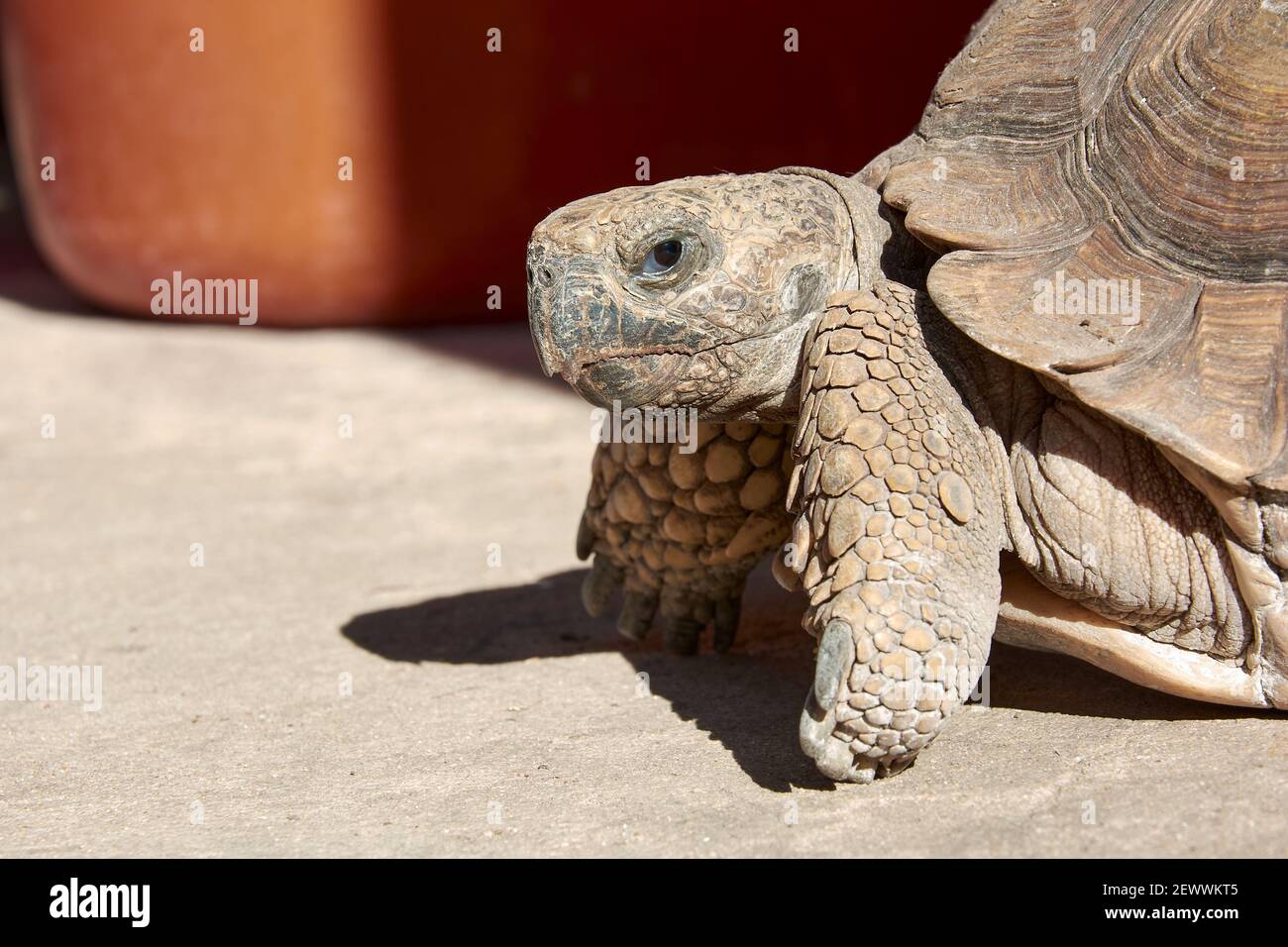 Nahaufnahme der Landschildkröte, die auf die Kamera schaut, während sie im Hof eines Hauses steht. Stockfoto