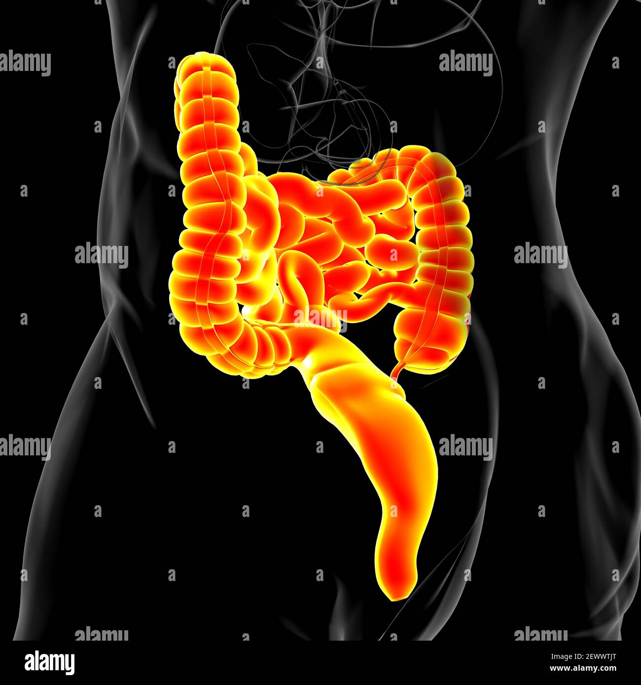 3D-Illustration des Dünndarms und des Dickdarms Anatomie des menschlichen Verdauungssystems für medizinisches Konzept Stockfoto