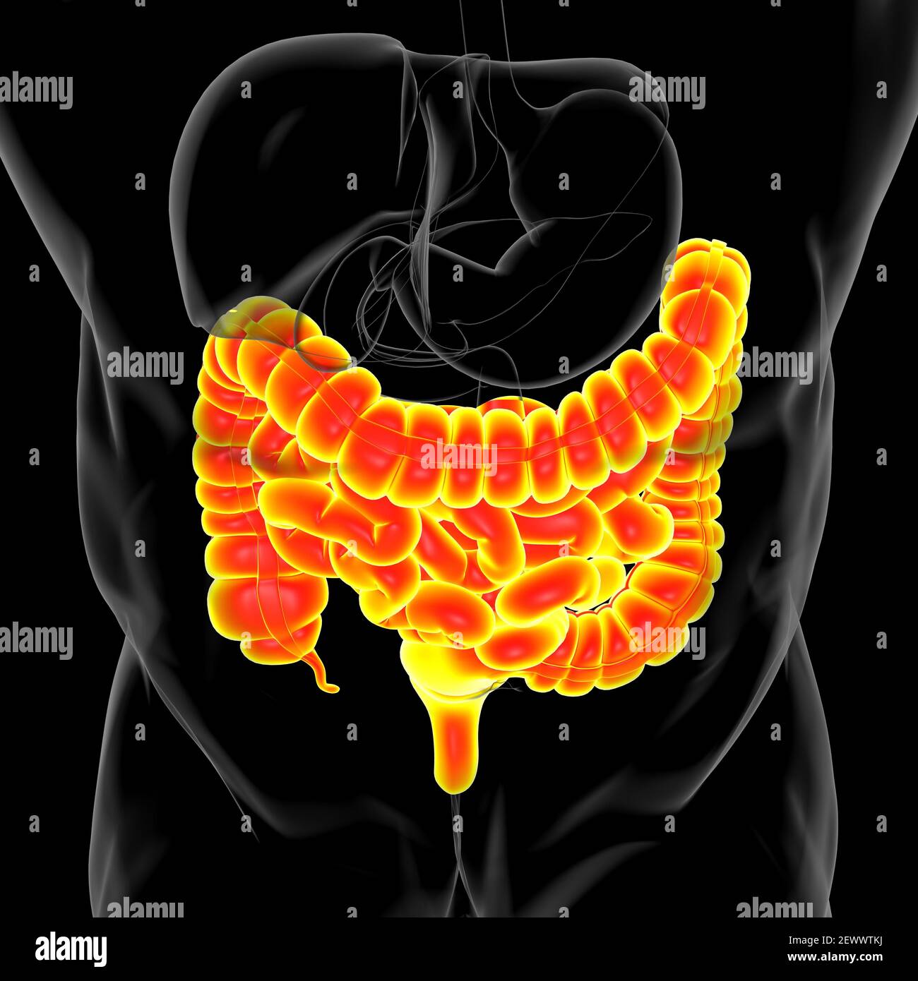 3D-Illustration des Dünndarms und des Dickdarms Anatomie des menschlichen Verdauungssystems für medizinisches Konzept Stockfoto