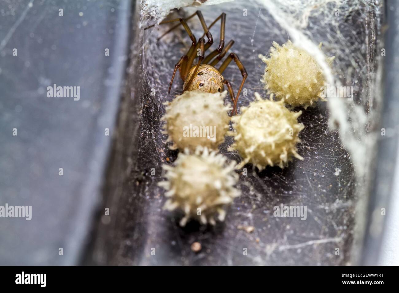 Nahaufnahme braune Witwenspinne (Latrodectus geometricus) und Nest in der Natur Stockfoto