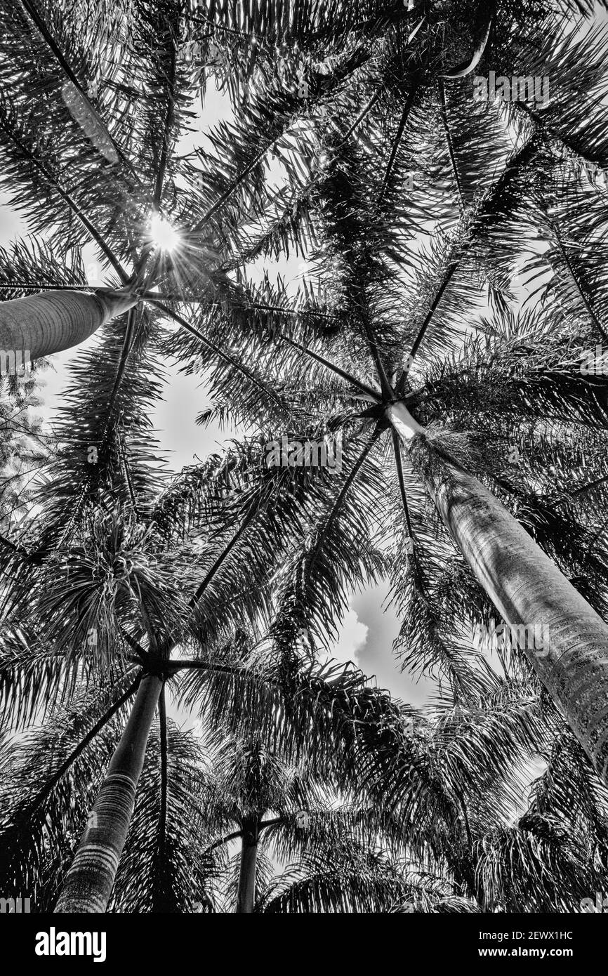 Blick auf das Muster von den Wedeln der Florida Royal Palmen im Miami-Dade County Redland Fruit and Spice Park gebildet. Stockfoto