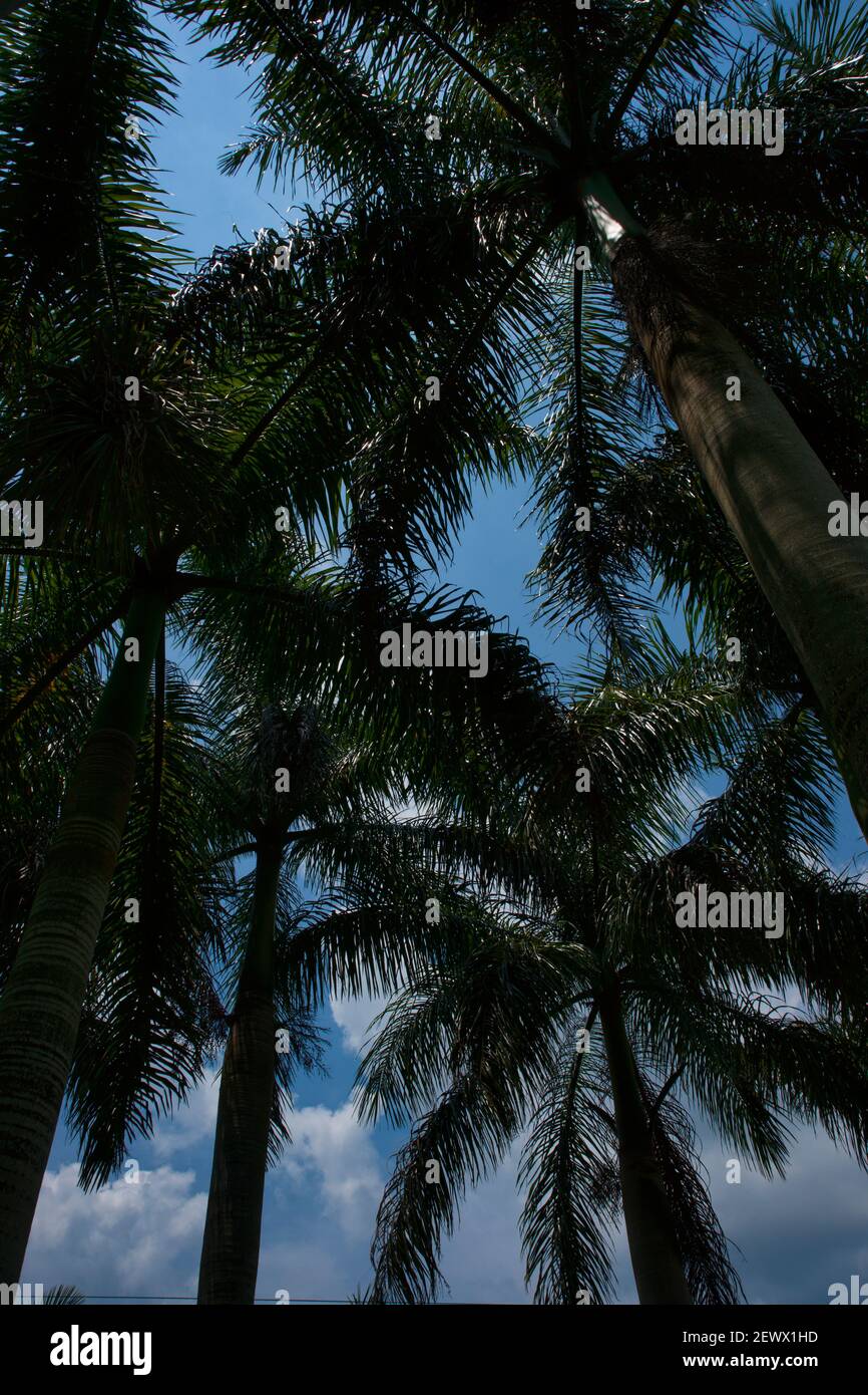 Silhouetten von Wedeln gegen den Himmel der Florida Royal Palmen im Miami-Dade County Redland Fruit and Spice Park. Stockfoto