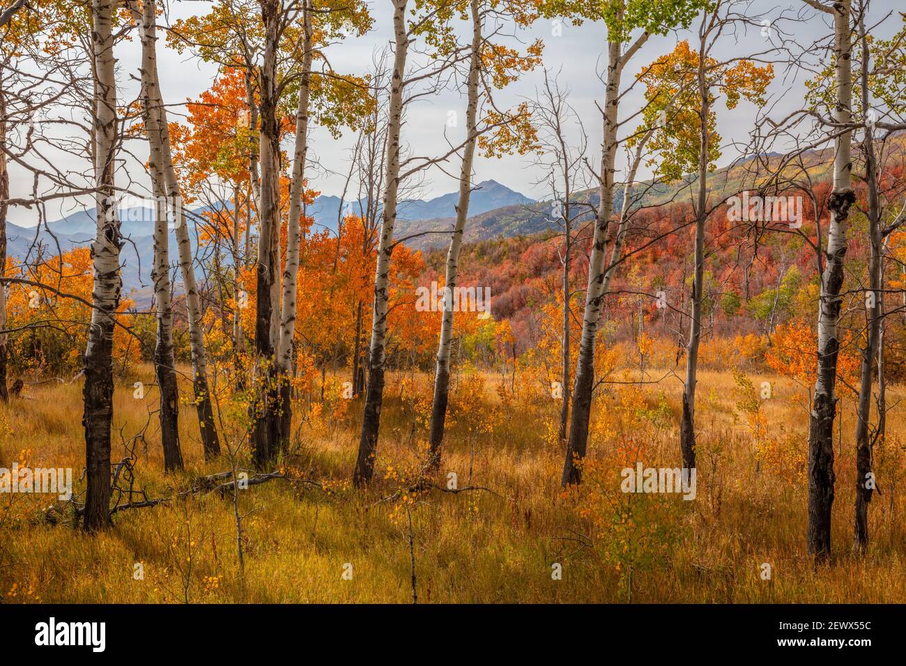 Herbstfarben, Alpine Loop, Uinta National Forest, Wasatch Mountains, Utah Stockfoto