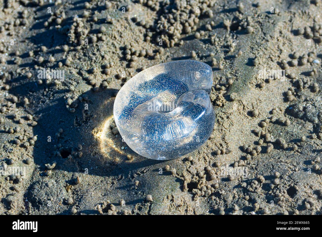 Ein durchsichtiger Jelly Sack im Sand am Strand enthält die Eier einer Mondschnecke, Beachmere, Queensland, QLD, Australien Stockfoto