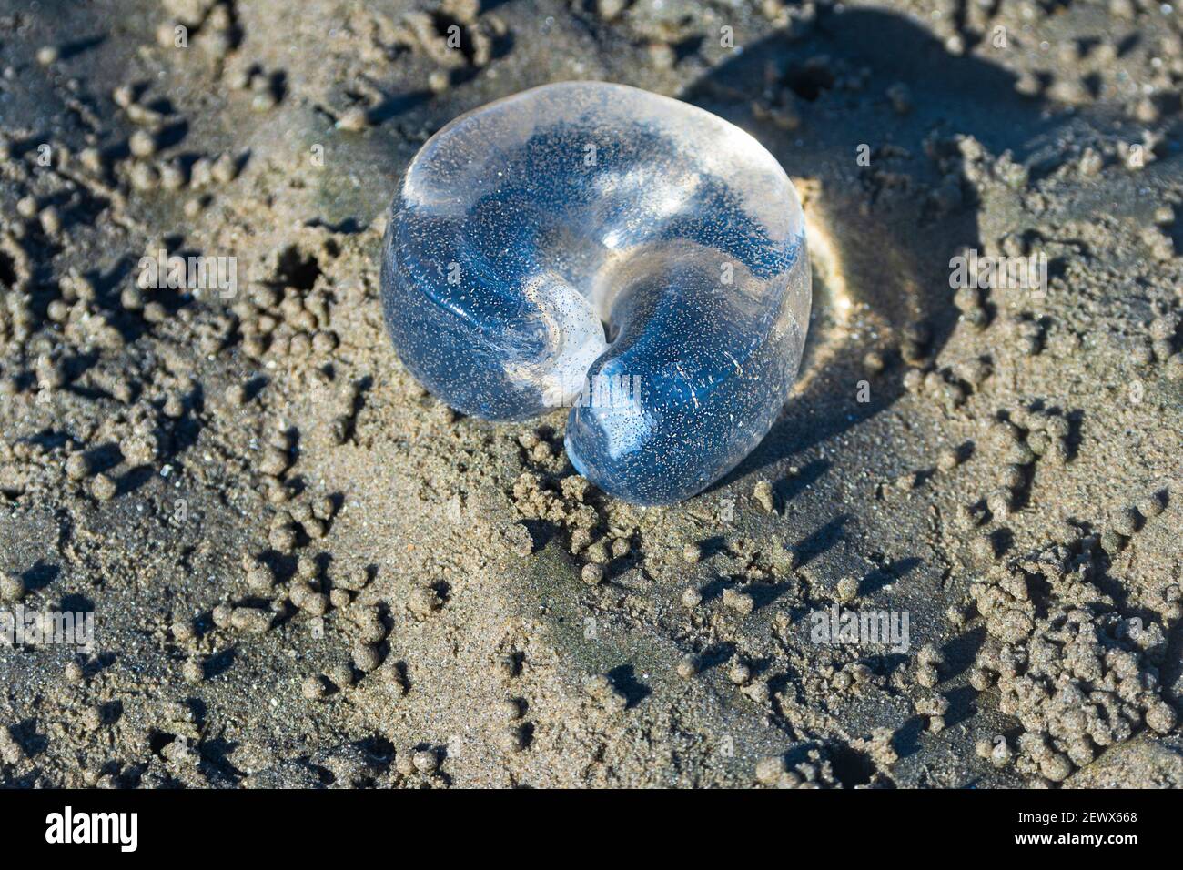 Ein durchsichtiger Jelly Sack im Sand am Strand enthält die Eier einer Mondschnecke, Beachmere, Queensland, QLD, Australien Stockfoto