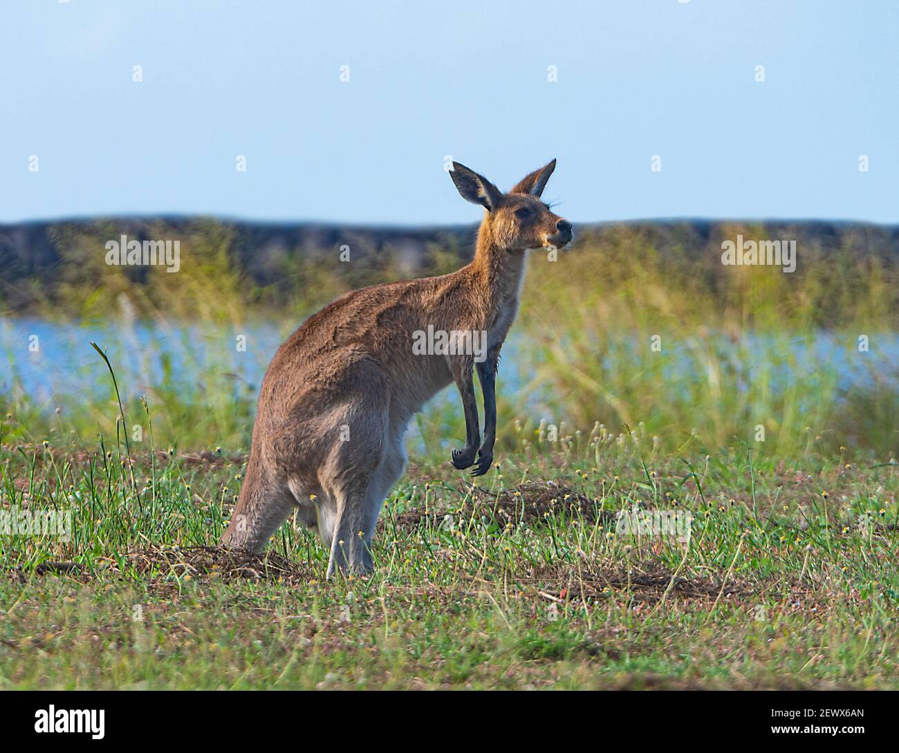 Weibchen Eastern Grey Kangaroo (Macropus giganteus) stehend aufrecht, Burnett Heads, Queensland, QLD, Australien Stockfoto