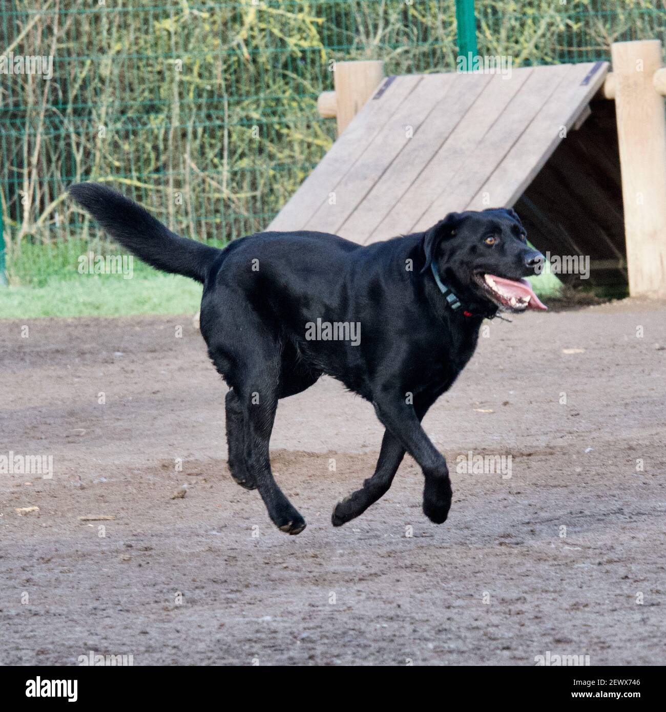 Verrückter, schwarzer Labrador-Hund, der in einem Park aus der Leine über dem Boden schwebt. Stockfoto